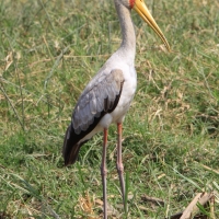 Dławigad afrykański - Mycteria ibis - Yellow-billed Stork