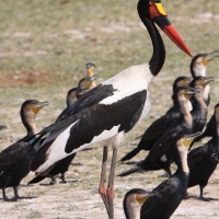 Żabiru afrykański - Ephippiorhynchus senegalensis - Saddle-billed Stork