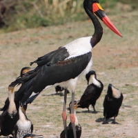 Żabiru afrykański - Ephippiorhynchus senegalensis - Saddle-billed Stork
