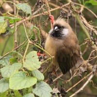 Czepiga rudawa - Colius striatus - Speckled Mousebird