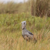 Trzewikodziób - Balaeniceps rex - Shoebill