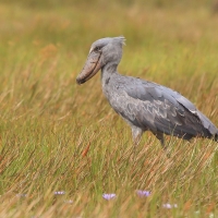Trzewikodziób - Balaeniceps rex - Shoebill