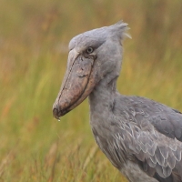 Trzewikodziób - Balaeniceps rex - Shoebill