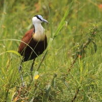 Długoszpon afrykański - Actophilornis africanus - African Jacana