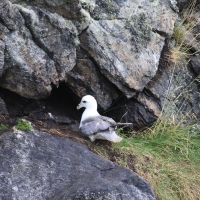 Fulmar - Fulmarus glacialis - Northern Fulmar