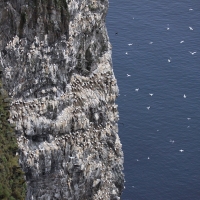 Głuptak - Morus bassanus - Northern Gannet