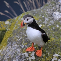 Maskonur - Fratercula arctica - Atlantic Puffin