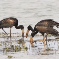 Kleszczak afrykański - Anastomus lamelligerus - African Openbill