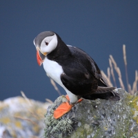 Maskonur - Fratercula arctica - Atlantic Puffin