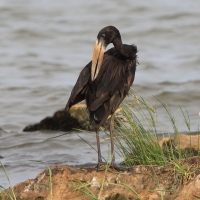 Kleszczak afrykański - Anastomus lamelligerus - African Openbill