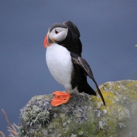 Maskonur - Fratercula arctica - Atlantic Puffin