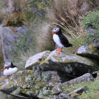 Maskonur - Fratercula arctica - Atlantic Puffin
