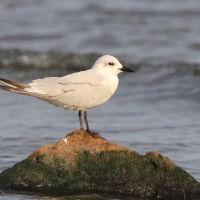 Rybitwa krótkodzioba - Gelochelidon nilotica - Gull-billed Tern