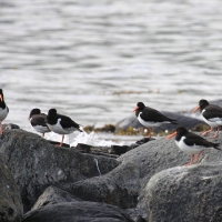 Ostrygojad - Haematopus ostralegus - Eurasian Oystercatcher