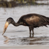 Kleszczak afrykański - Anastomus lamelligerus - African Openbill