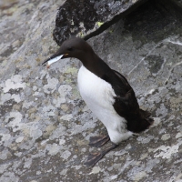 Nurzyk - Uria aalge - Common Guillemot