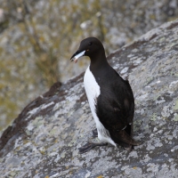 Nurzyk - Uria aalge - Common Guillemot