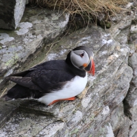 Maskonur - Fratercula arctica - Atlantic Puffin