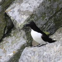 Alka - Alca torda - Razorbill 