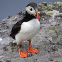 Maskonur - Fratercula arctica - Atlantic Puffin