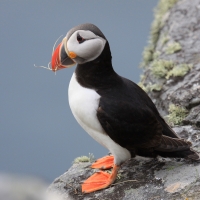 Maskonur - Fratercula arctica - Atlantic Puffin