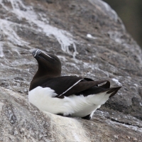 Alka - Alca torda - Razorbill 