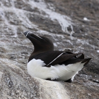 Alka - Alca torda - Razorbill 