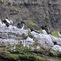 Alka - Alca torda - Razorbill 
