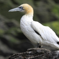 Głuptak - Morus bassanus - Northern Gannet