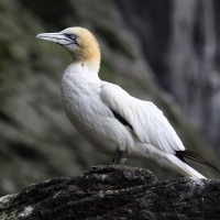 Głuptak - Morus bassanus - Northern Gannet