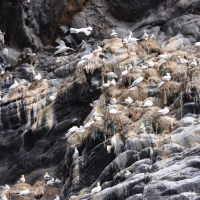 Głuptak - Morus bassanus - Northern Gannet