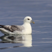 Fulmar - Fulmarus glacialis - Northern Fulmar