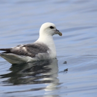 Fulmar - Fulmarus glacialis - Northern Fulmar