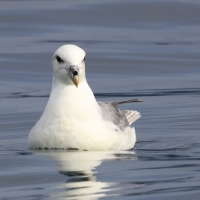Fulmar - Fulmarus glacialis - Northern Fulmar