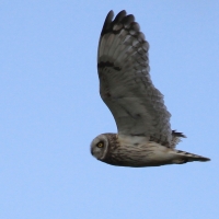 Uszatka błotna - Asio flammeus - Short-eared Owl