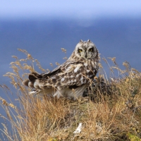 Uszatka błotna - Asio flammeus - Short-eared Owl