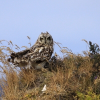 Uszatka błotna - Asio flammeus - Short-eared Owl