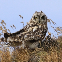 Uszatka błotna - Asio flammeus - Short-eared Owl