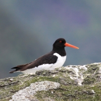 Ostrygojad - Haematopus ostralegus - Eurasian Oystercatcher