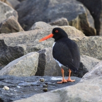 Ostrygojad - Haematopus ostralegus - Eurasian Oystercatcher