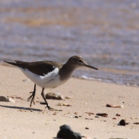 Brodziec piskliwy - Actitis hypoleucos - Common Sandpiper