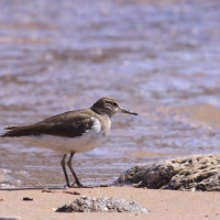 Brodziec piskliwy - Actitis hypoleucos - Common Sandpiper