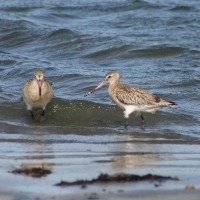 Szlamnik - Limosa lapponica - Bar-tailed Godwit 