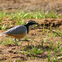 Pijawnik - Pluvianus aegyptius - Egyptian Plover