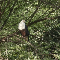 Bielik afrykański - Haliaeetus vocifer - African Fish Eagle