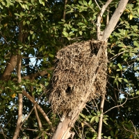 Waruga - Scopus umbretta - Hamerkop