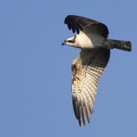 Rybołów - Pandion haliaetus - Osprey