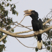 Dzioborożec baniastoczoły - Bycanistes subcylindricus - Black-and-white-casqued Hornbill