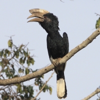 Dzioborożec baniastoczoły - Bycanistes subcylindricus - Black-and-white-casqued Hornbill