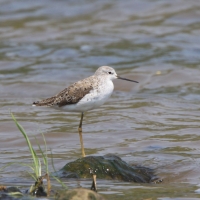 Brodziec pławny - Tringa stagnatilis - Marsh Sandpiper